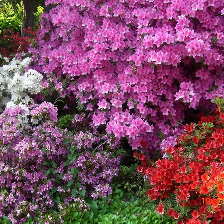 Casa Reduit Terrazza By Interhome Orselina